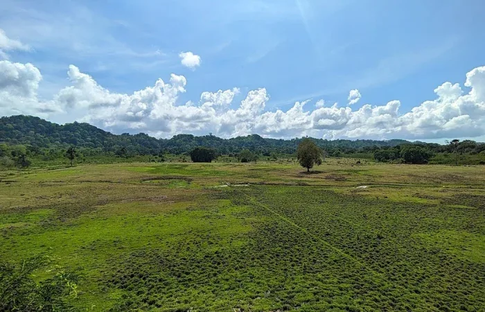 Padang Savana Banyuwangi