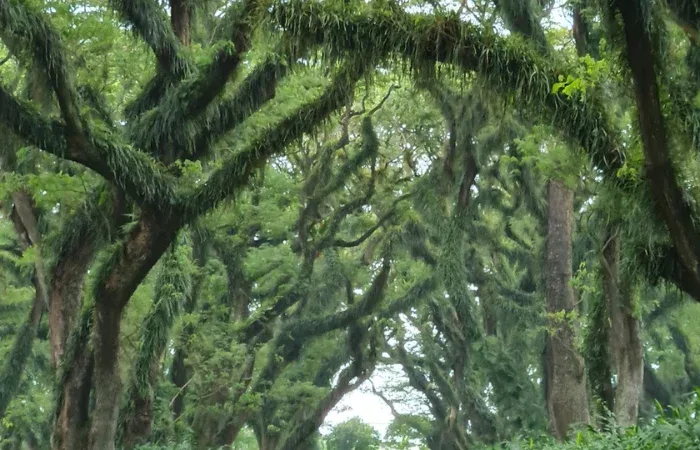Hutan Wisata Banyuwangi