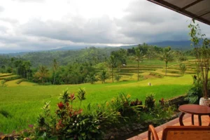 Penginapan Di Ijen