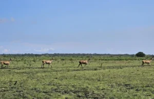 Peta Taman Nasional Baluran