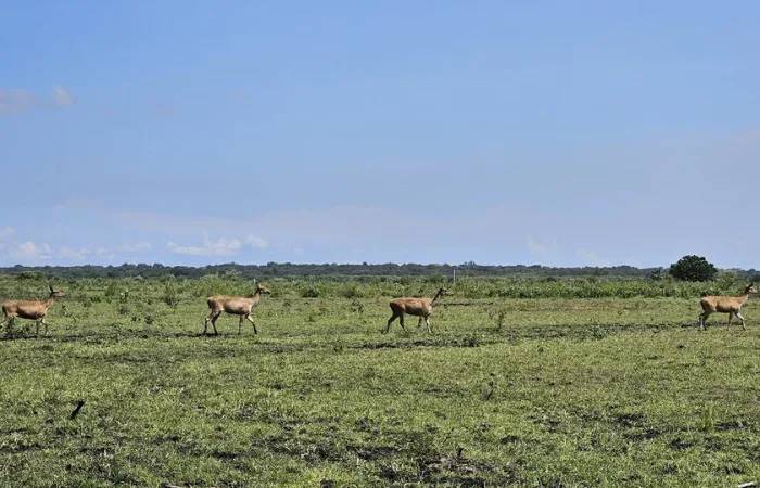 Peta Taman Nasional Baluran