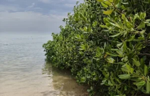 Deskripsi Taman Nasional Baluran