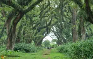 Hutan Lord Of The Ring Banyuwangi